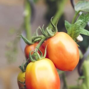 Tomato Pcs